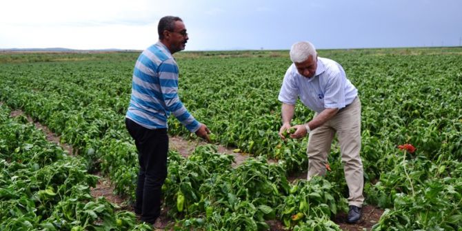 Biga’da Tarlaları Dolu Vurdu
