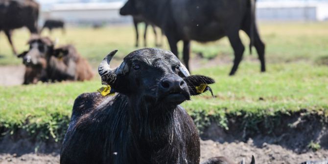 Kayseri’de Bin 525 Anadolu Mandası Bulunuyor