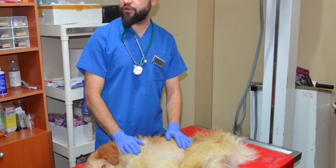 Hayvanseverin Sahiplendiği Felçli Köpek Tedavi Altına Alındı