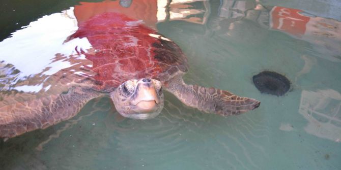 Deniz Kaplumbağalarını Elle Beslemeyin