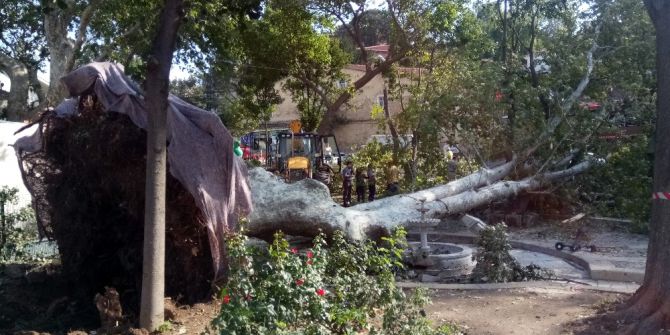 Şiddetli Fırtına Çengelköy’deki Asırlık Çınarı Devirdi