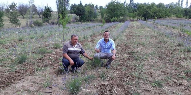 Simav’daki Lavanta Deneme Üretiminde Olumlu Sonuç