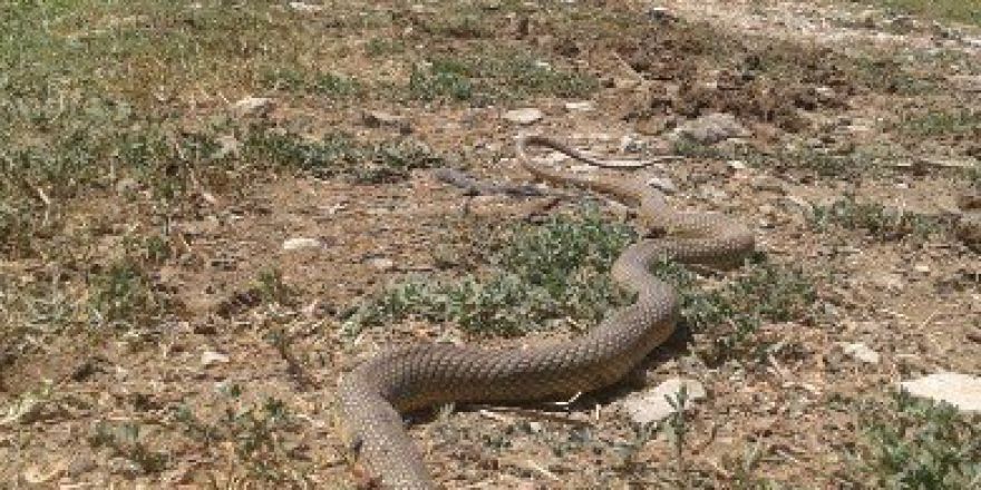 Dev Yılan Vatandaşın Evine Girdi