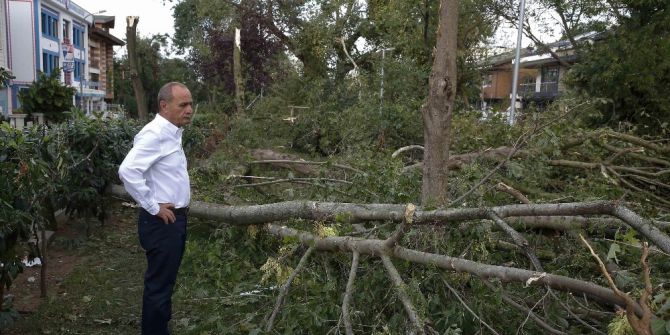 Kadıköy’de Yüzlerce Ağaç Devrildi