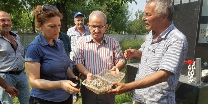 Amerikan Beyaz Kelebeği İle Mücadelede Yeni Dönem