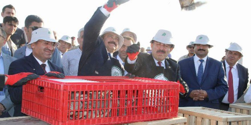 Orman Ve Su İşleri Bakanı Eroğlu İle Adalet Bakanı Bozdağ, Doğaya Keklik Saldı