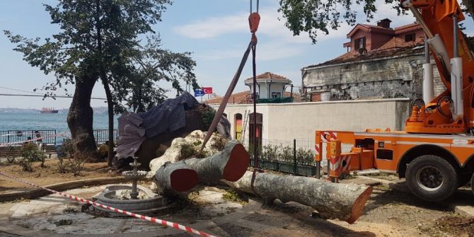 Asırlık Çınar Böyle Devrildi