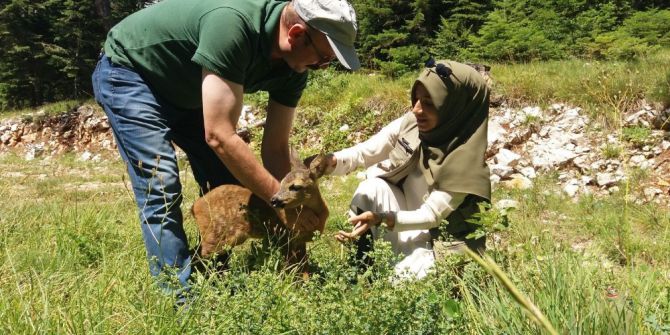 Bitkin Halde Bulunan Yavru Karacayı Besleyip Ormana Bıraktılar