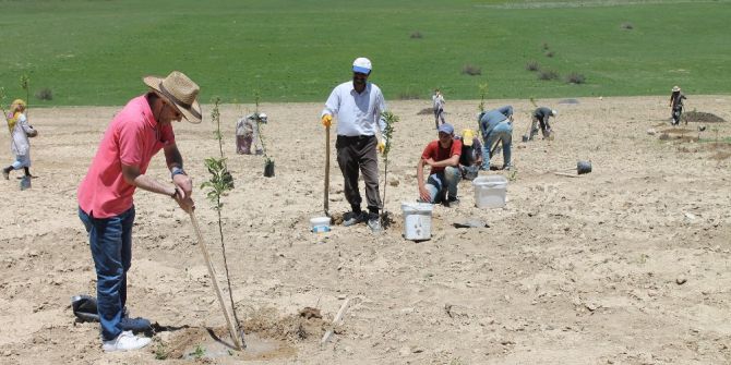 Gelecek İçin Yeni Umut Meyvecilik