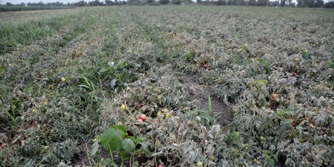 Karacabeyli Çiftçilerin Taş Ocağı İsyanı