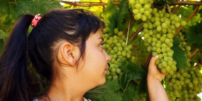 Rusya Pazarı Açıldı, Üzüm Üreticisi Umutlandı