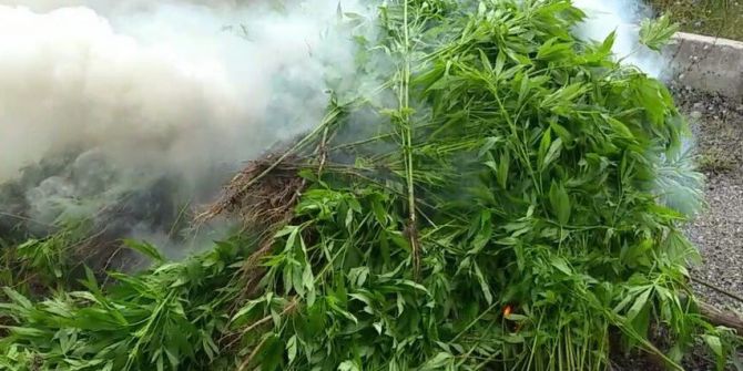 Jandarmadan Kenevir Operasyonu