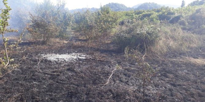 Kastamonu’da Çıkan Anız Yangını, Ormana Sıçramadan Söndürüldü