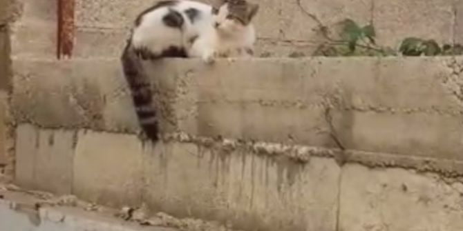 Çatıdan Atlayan Kedi İnşaat Demirine Saplandı