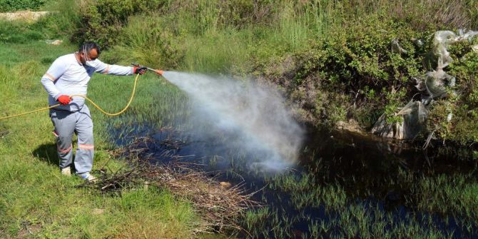 Bafra’da Larva Ve Uçkun İle Mücadele