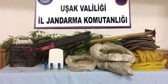 Devlet Arazisinde Hint Keneviri Ekmişler