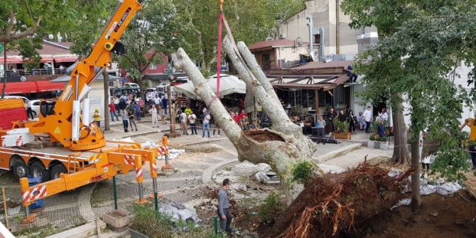 Çengelköy’de Fırtınada Devrilen Asırlık Çınar Tekrar Yerine Dikildi