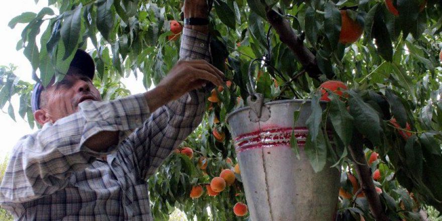 İhracat Durdu, Şeftali Ucuzladı...