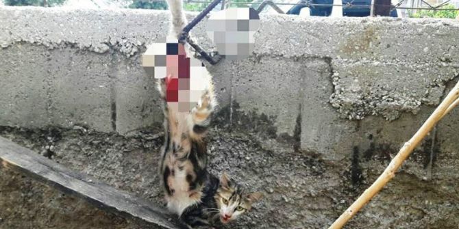 İtfaiyeden Kedi Ve Tilki Operasyonu