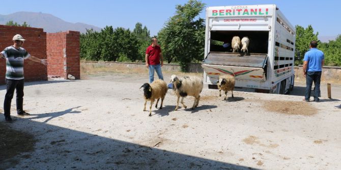 Erzincan’da Genç Çiftçiler Koyunlarına Kavuştu