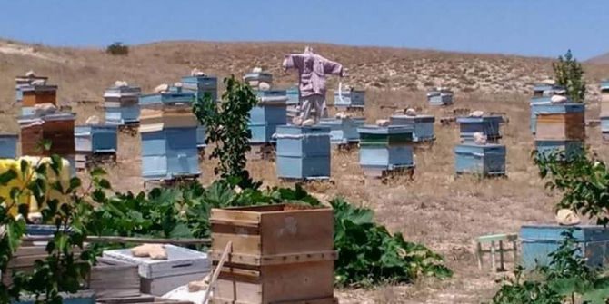 Arıcılar Bal Üretiminden Memnun