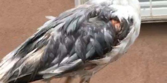 Doludan Yaralanan Martıları Vatandaşlar Veterinere Getirdi