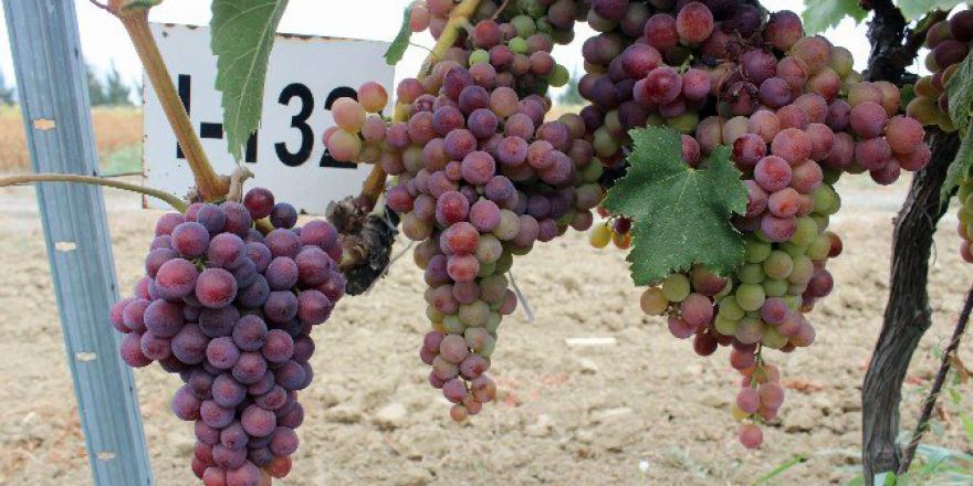 Klon Seleksiyonu İle Üzümde Verim Artacak