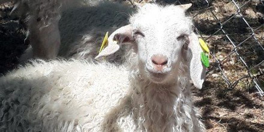 12’nci Uluslararası Keçicilik Kongresi Türkiye’de Yapılacak