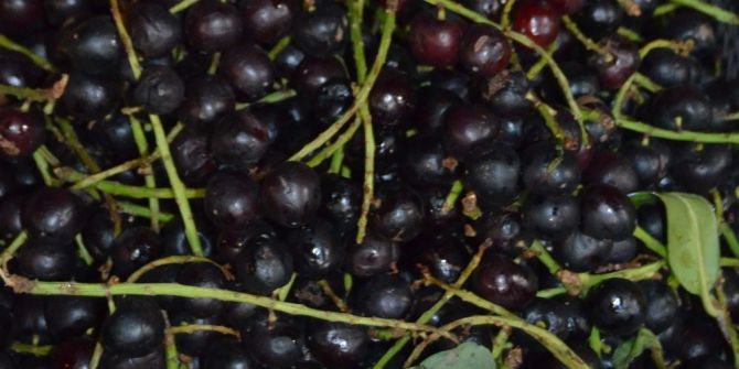 Karayemiş’de ’Siyanür’ Uyarısı