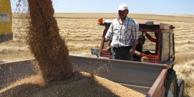 Sorgun’da Hububat Hasadı Başladı