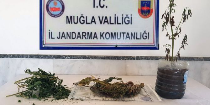 Menteşe’de Esrar Yakalandı