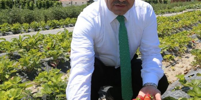 Doğal Ürünler Bahçesi Ve Pazarı Açıldı