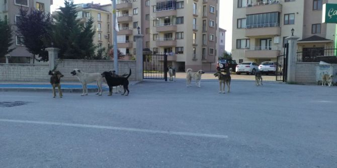 Bursa’da Köpek İstilası