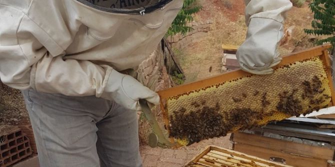 Nallıhan’da Arı Üreticileri 2017 Yılı Bal Hasadına Başladı