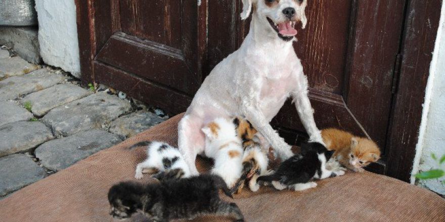 ‘Çirkin’ 40 Kediye Annelik Yaptı