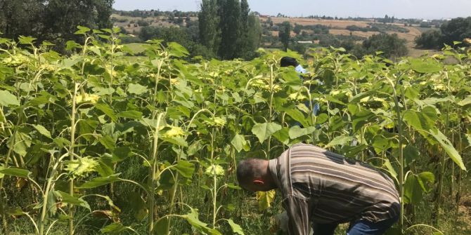 Çanakkale’de Bin 666 Kök Kenevir Ele Geçirildi