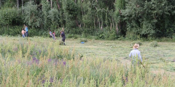 Çiftçilerin Temmuz Sıcağında Tırpanla Ot Biçme Çilesi
