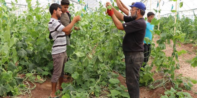 Suriyeliler Konteyner Kentte Kendi Sebzelerini Üretiyor