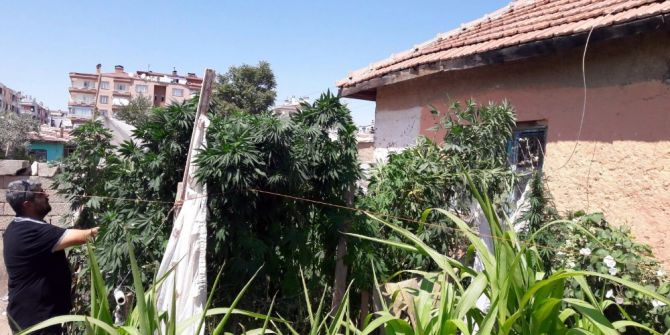 Bahçesinde 300 Kök Hint Keneviri Bulunan Kadın: "Esrar Olduğunu Bilmiyordum"