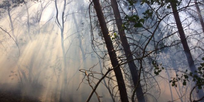 Pasinler’de Orman Yangını