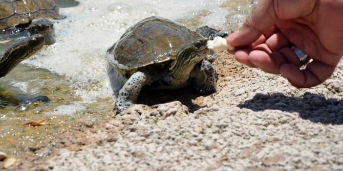Kampüsteki Kaplumbağaları Dekan Besliyor