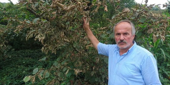 Aşırı Sıcak Fındığı Haşladı