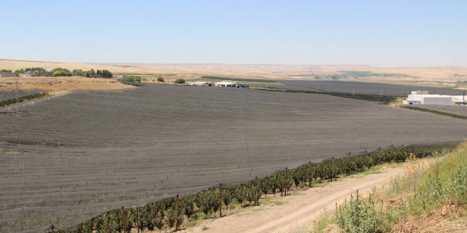 Batmanlı İş Adamı 2 Bin 500 Dönümlük Meyve Bahçesinin Üzerini Fileyle Kapattı