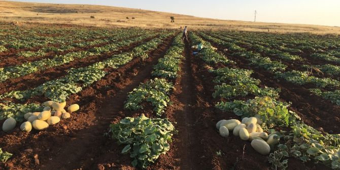 Midyat Kavunu Pazarlarda Yerini Aldı