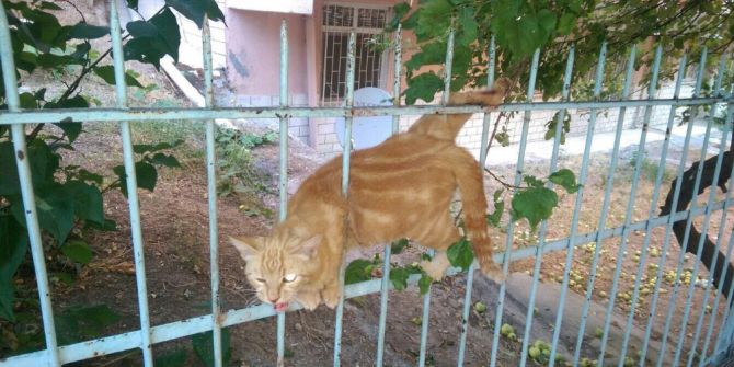Demirlere Sıkışan Kediyi İtfaiye Kurtardı