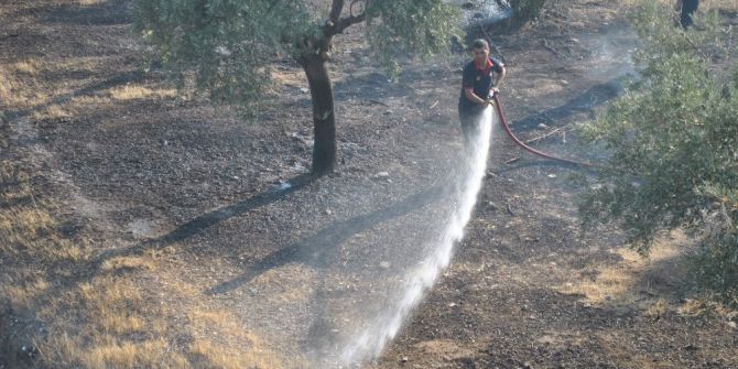 Zeytinlik Alanda Çıkan Yangın İtfaiye Ekipleri Tarafından Söndürüldü