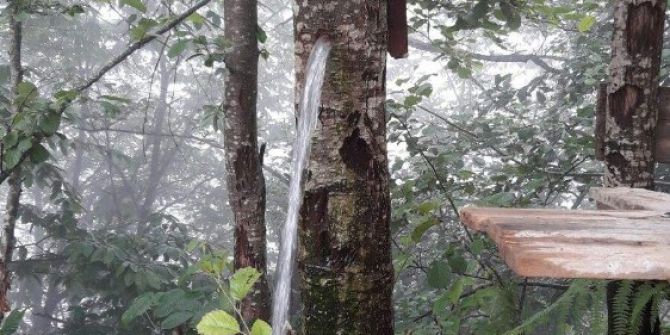 Ağacın Gövdesini Musluk Yaptı