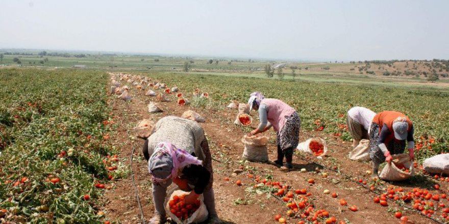 Salçalık Domatesi Hastalık Vurdu