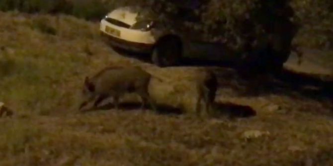 Kuşadası’nda Domuzlar Şehre İndi