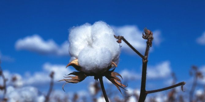 Harran’da Pamuk Üretimi Arttı